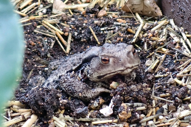 ヒキガエルの毒についてヒキガエルとのんびり暮らそう！ ヒキガエル飼育日記