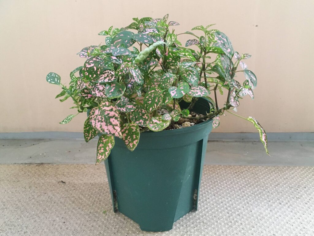 ヒポエステスの育て方と基本的な特徴5つhomify