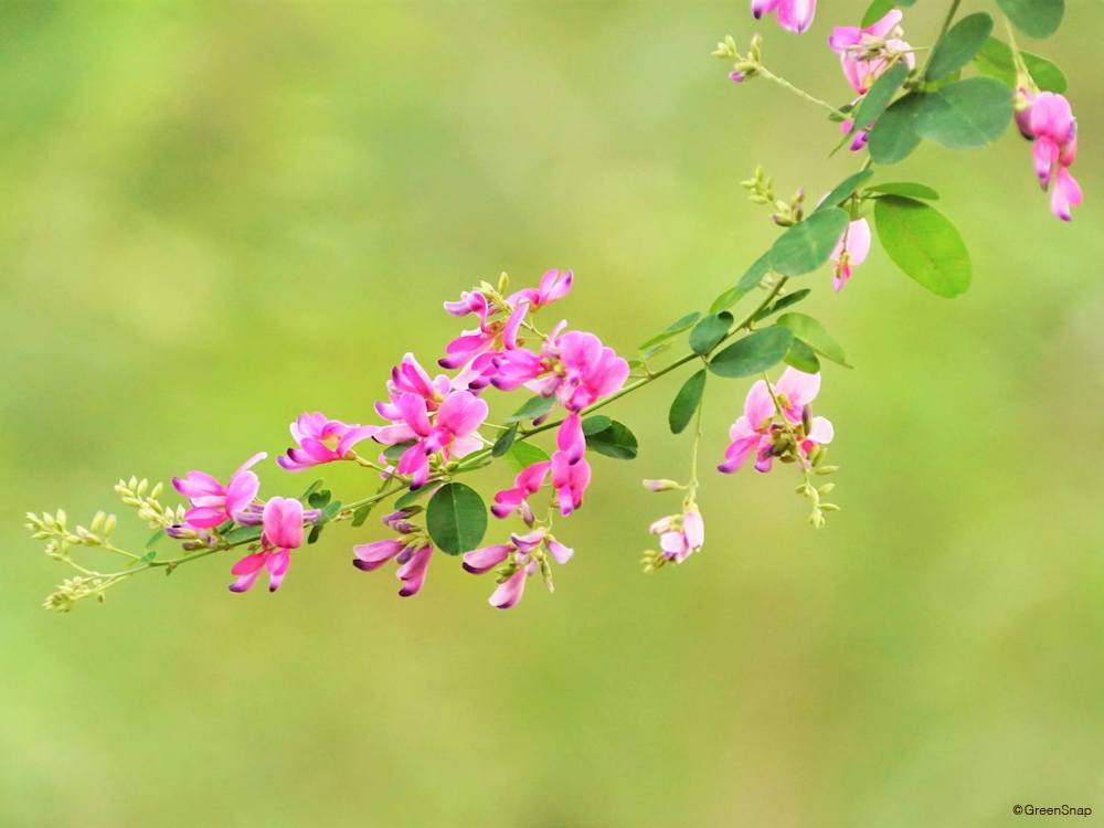 萩 ハギ の花言葉意味や由来は?花の季節や特徴、種類は?🍀GreenSnap グリーンスナップ