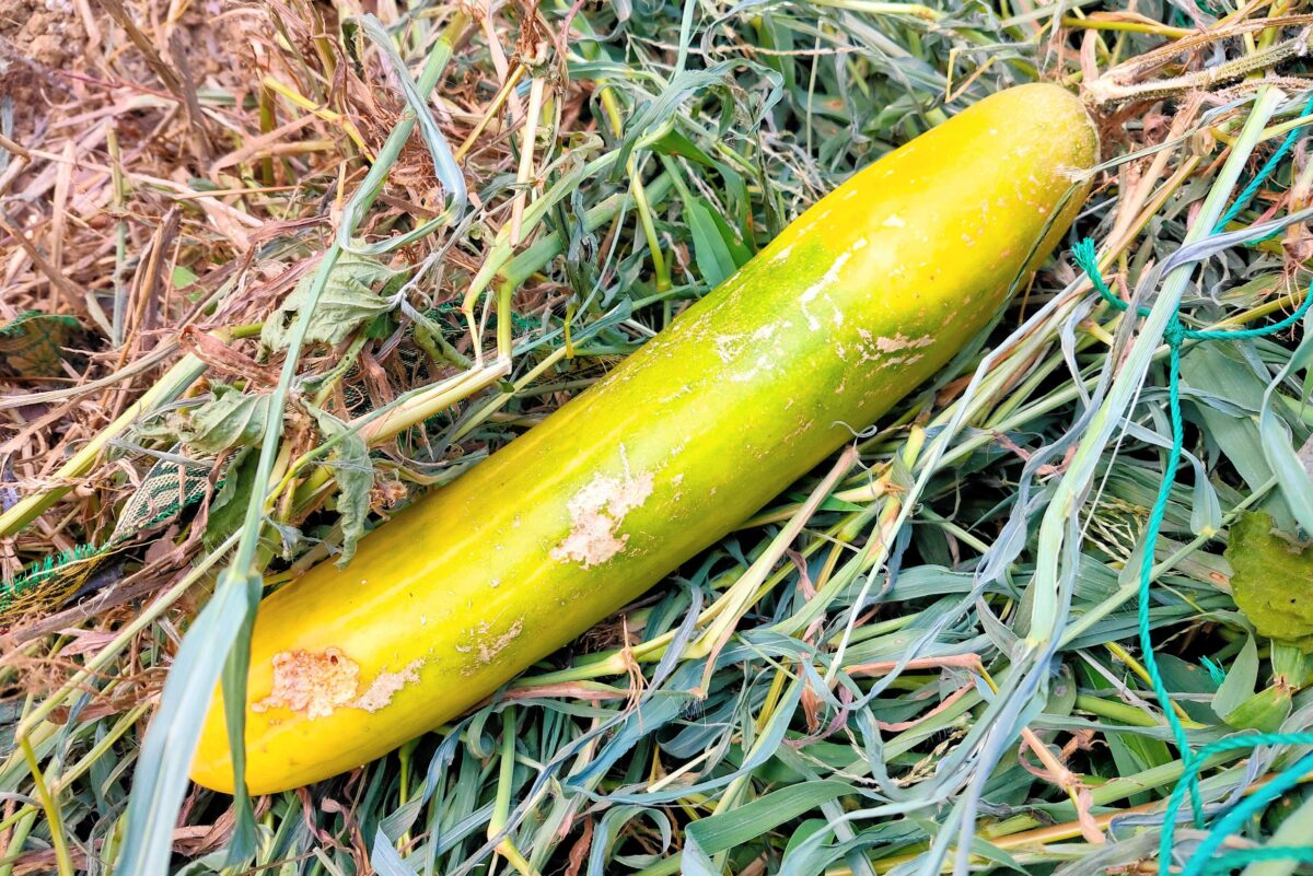 キュウリ 苗から の記録「黄色の斑点」：まさどんさんの日記 by 菜園ナビ