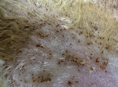 猫の毛に白い粉？それはシラミかもしれません！症状や予防法は