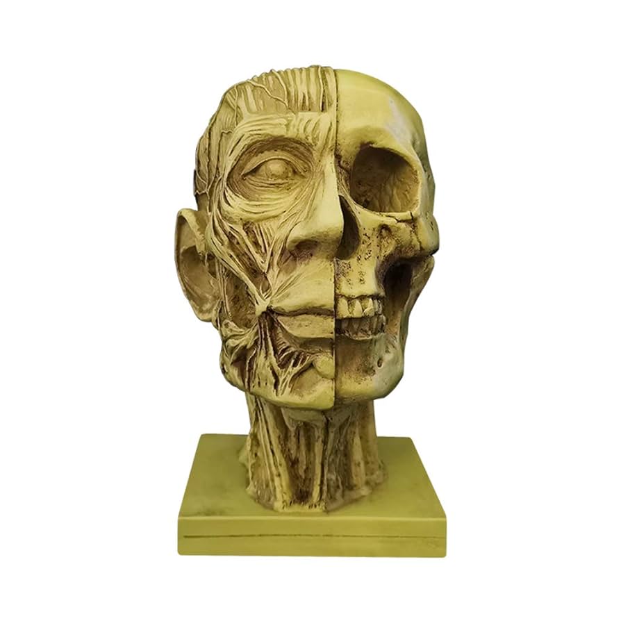 頭頚部の筋肉模型血管付 VB128頭部頸部の解剖模型