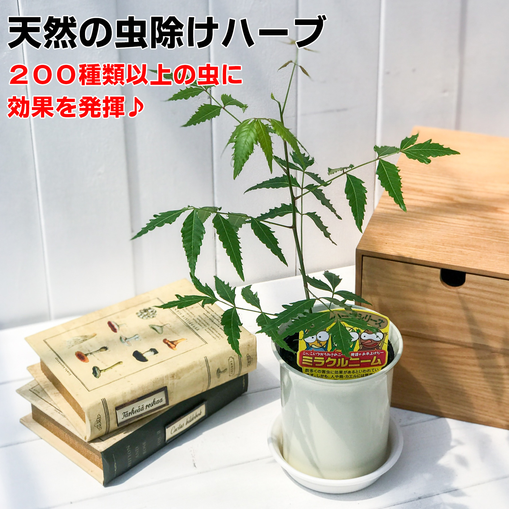 虫除けにおすすめのハーブ一覧効果的な使い方LOVEGREEN ラブグリーン