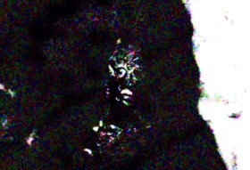 爬虫類人間は人間と宇宙人のハイブリット生物だった!?StartHome