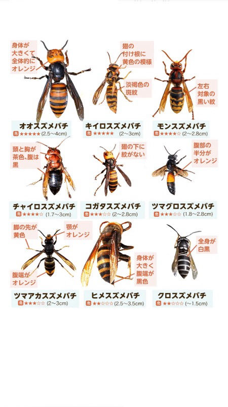 巣箱に２匹の女王蜂!! - かしまミツバチプロジェクト