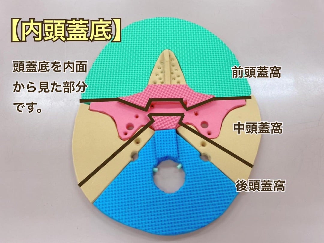 Visual Anatomy 視覚解剖学