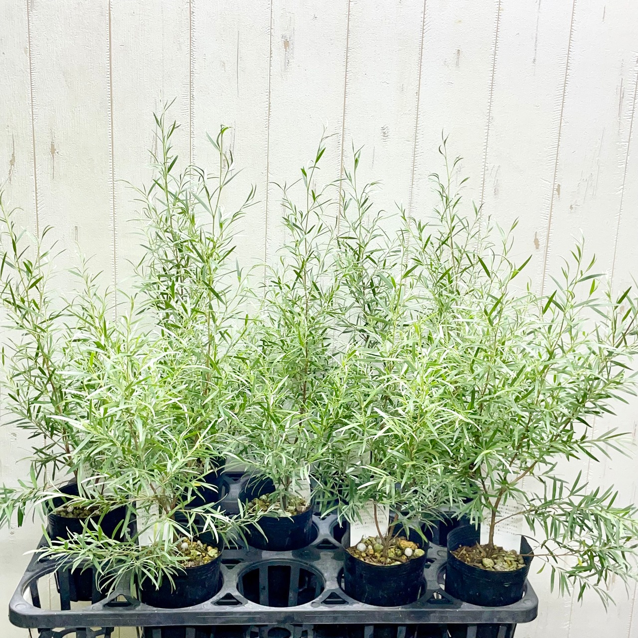 レプトスペルマム シルバーウーリーティーツリー 別名ホワイトティーツリー 5号 ※お届けに10日程度かかる場合がございます。花木10-TN