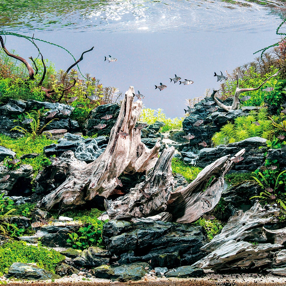 家具調水槽 上質なインテリアアクアリウム水槽レンタルサービス東京