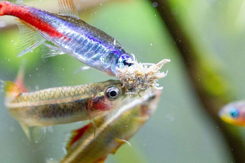 メダカの水カビ病はうつる？白カビの取り方・治し方 – メダカの飼い方.com