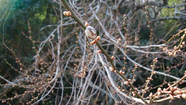 010717 イラガの変身