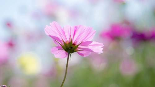 ミソハギの花言葉を詳しく!なんだか感傷的なメッセージが付いていた