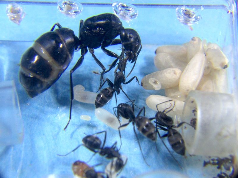 蟻の卵 カイモッデーンざざむし