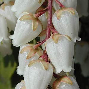 アセビ世界の木材・樹木8-樹木木の情報発信基地