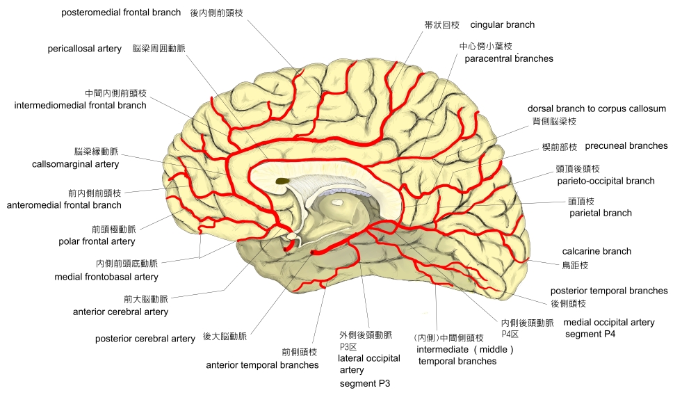 できたら覚えておきたい脳血管 脳血管の解剖 Part.2カテっ子臨床工学技士