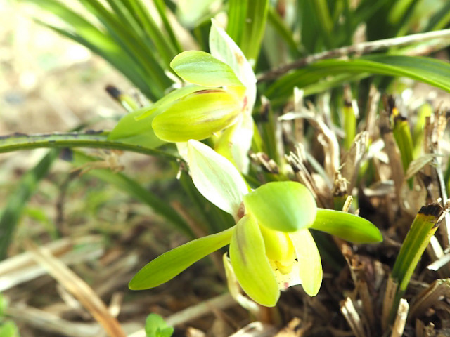2025 03 28 お～ 違う場所では 春蘭シュンランも 咲いている株を発見！！！ ジジババ とも言われてますが 笑みずみずしくて本当にキレイ香りも最高！ 自然の贈り物 ありがたく堪能させてもらってます ありがとう日本の自然 チカラコブ