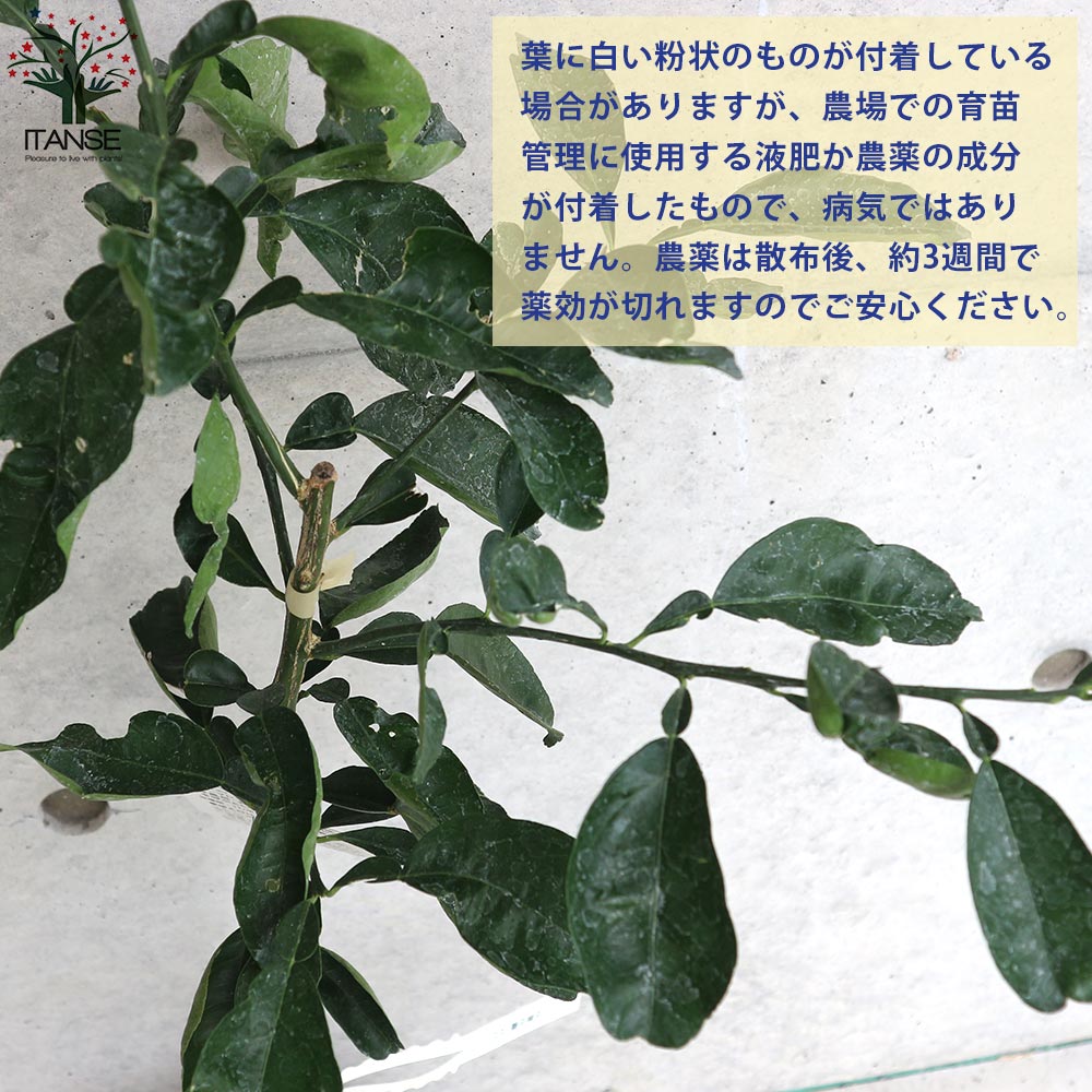 花柚子の実と葉っぱに茶色い小さな点々 粒々？ みたいなのがついていたの- Yahoo!知恵袋