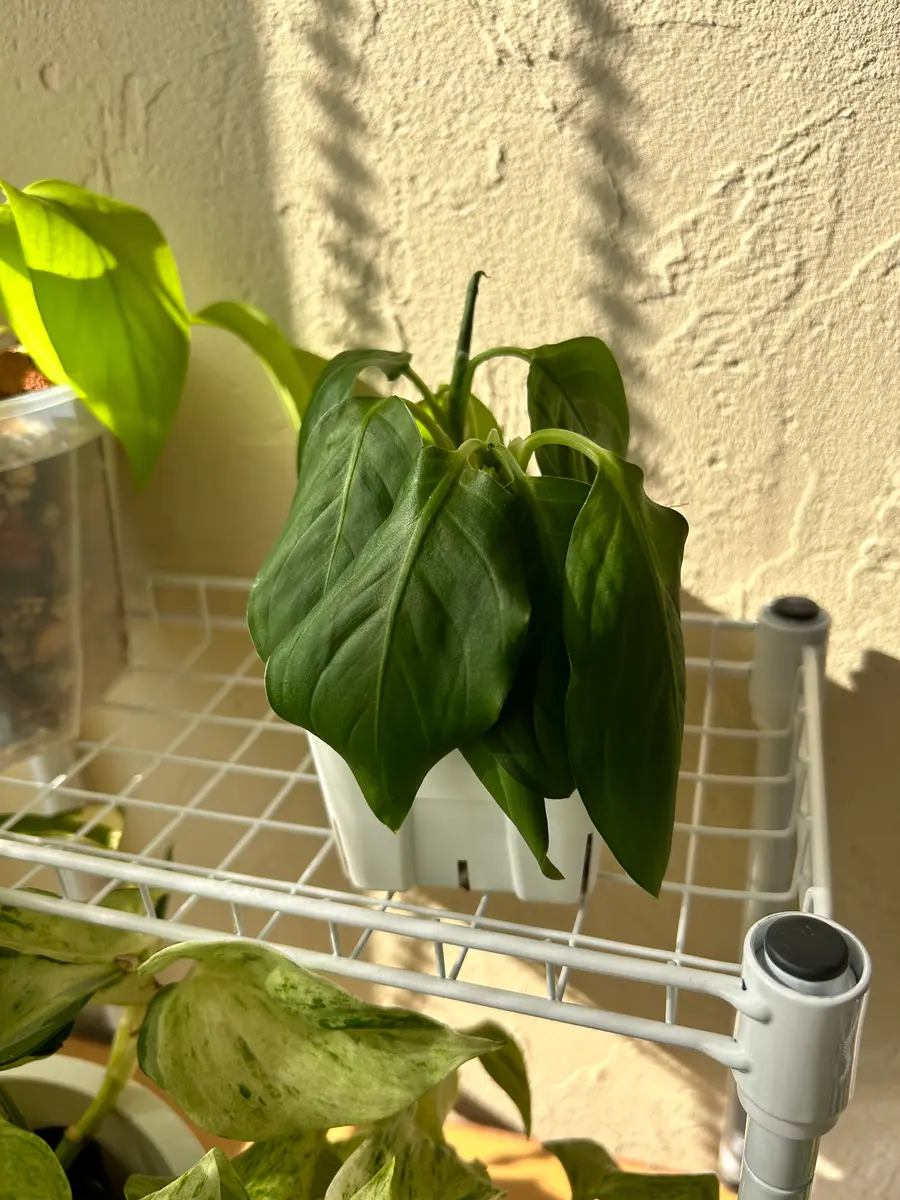 ディフェンバキア・ティキについて教えてください。植物店で 園芸相談Q＆Aみんなの趣味の園芸