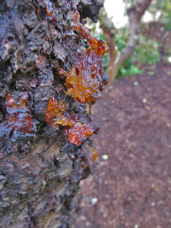 梅の木から樹液が滲み出てる。 : r BackyardOrchard