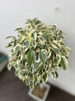 楽天市場 ベンジャミン スターライトビューティークィーン 3号サイズ 観葉植物 高さ26cmセンチ程 室内 インテリア : 母の日 花ガーデニング岐阜緑園