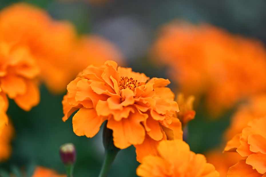 ネコブセンチュウ対策！無農薬で予防・駆除するにはマリーゴールドが効果的