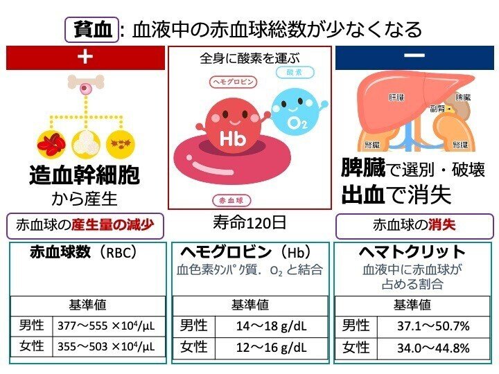 赤血球がカギを握る“イモリ型再生医療”への期待