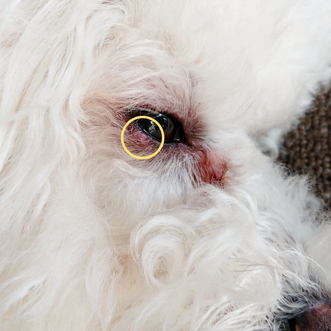 愛犬に「ものもらい」ができたら？ 目薬＆じんわり秘策で予防「犬や猫ともっと幸せに」をコンセプトにしたWEBメディア「sippo」