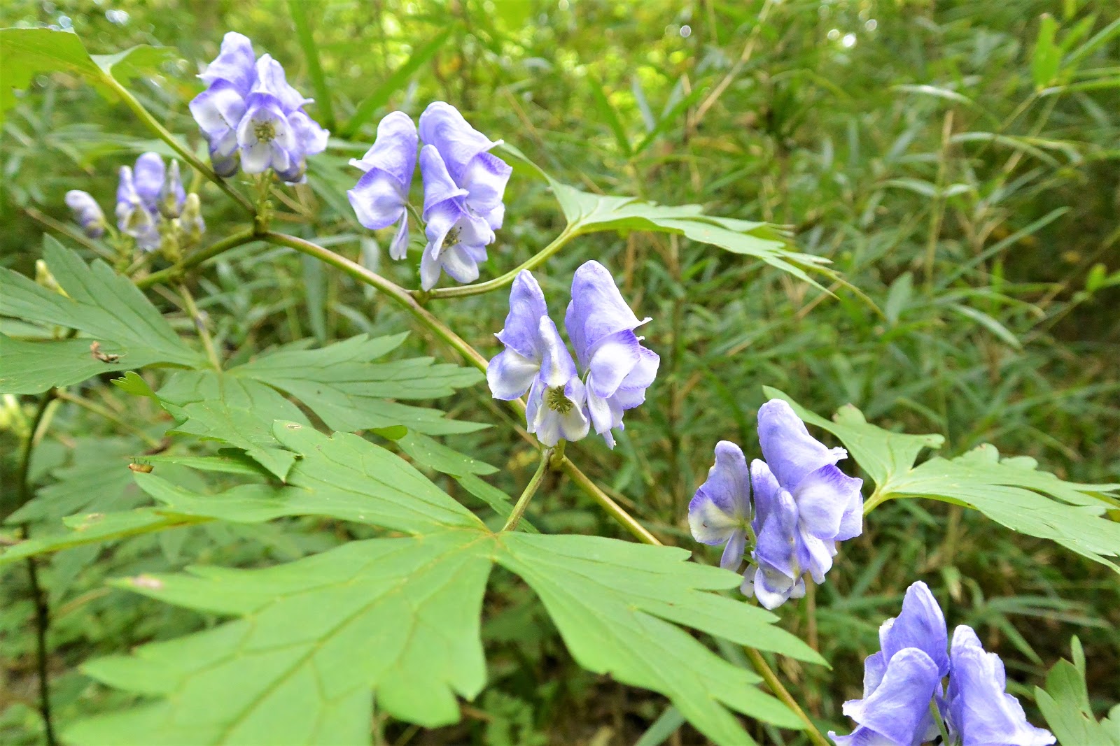 日本三大猛毒植物のひとつに数えられる。「ドクゼリ」の地下茎、食用のセリとの見分けのポイント。学名：C 32203010952 の写真・イラスト素材アマナイメージズ