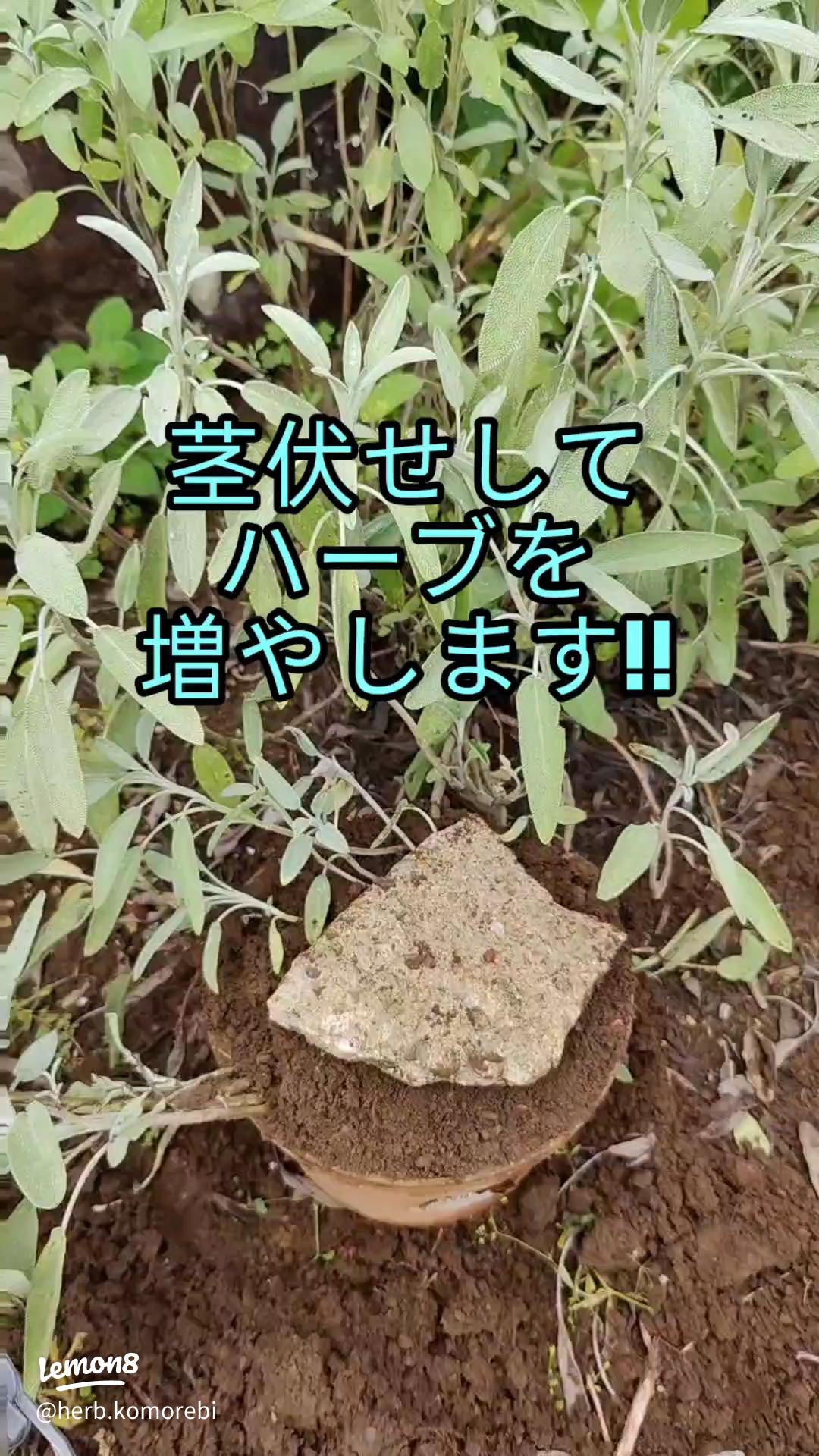 ドラセナ・コンシンネの増やし方初めての「茎伏せ」をやってみた。 oyageeの植物観察日記