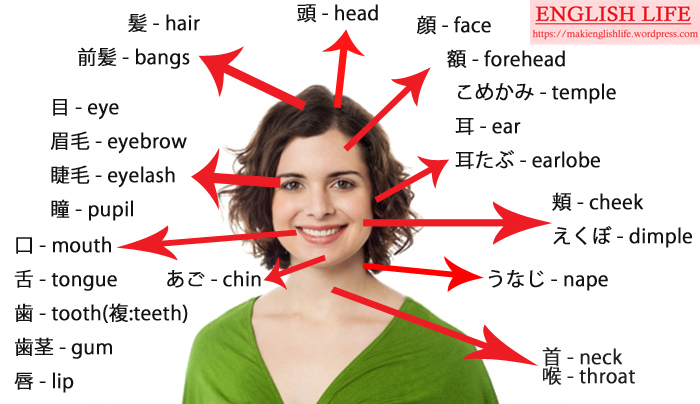 人の脳みその構造と部位名横からベクターイラスト 英語 のイラスト素材77876193- PIXTA