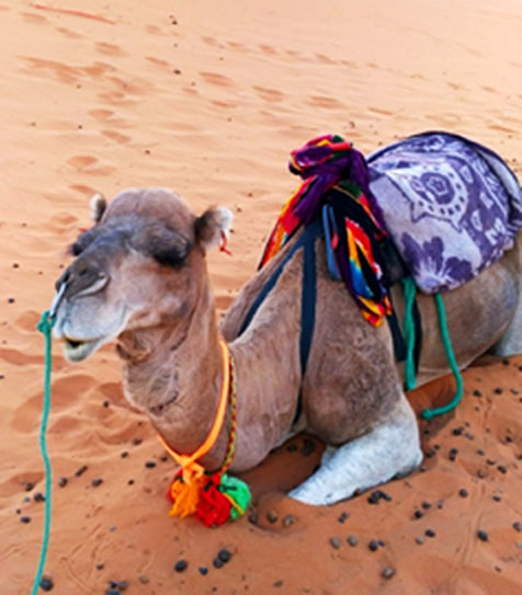 海外へ渡航される方は感染症に注意しましょう！！福井県ホームページ