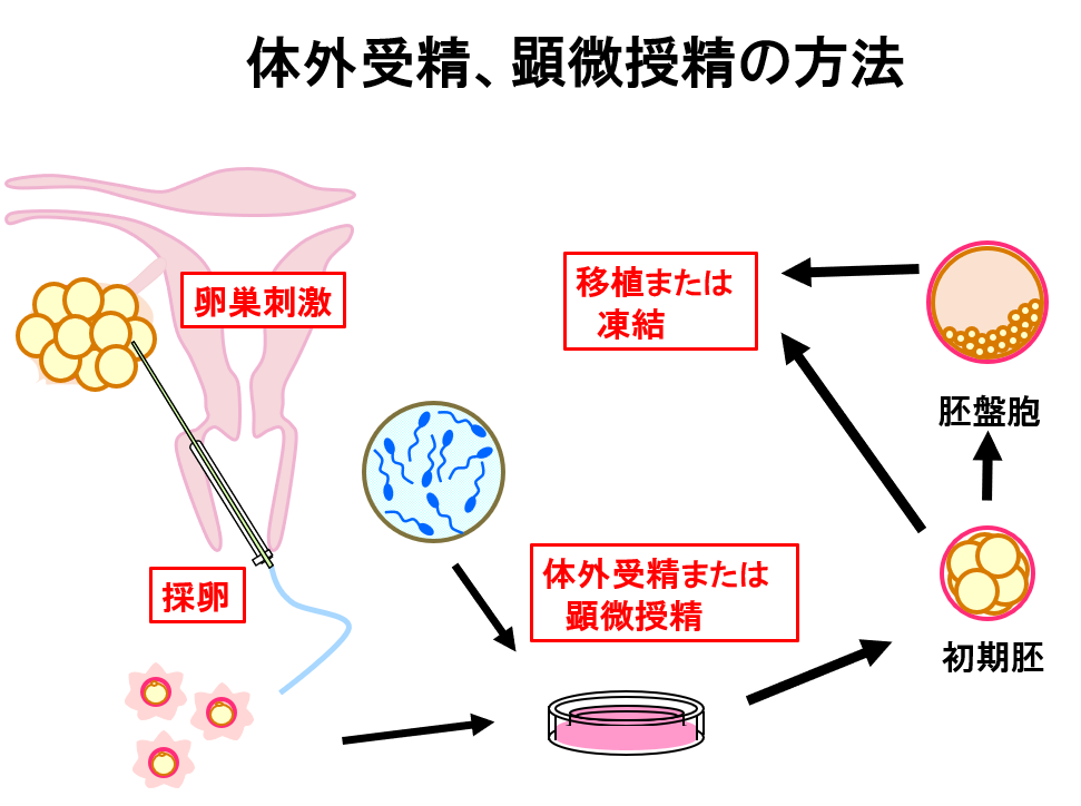 こんにちは🥨 週末お天気くずれるみたいですね🥲⛅️ 良い気温になってきたので外に出たいな〜と思う今日このごろです😌 今日は受精確認についてです🥚受精操作の翌日、卵を観察して受精確認をしていきます👀 それぞれどんな特徴があるのでしょうか☝🏻金山レディース