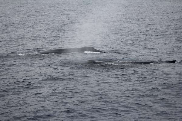 シドニーでホエールウォッチング - クルーズ、展望台、そして期待できることシドニ