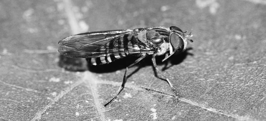 ハエとり棒 コバエ取り 捕獲器 粘着シート 蠅 誘引1セットアース ハエ取り 捕獲 粘着 殺虫 退治 駆除 玄関 厨房:爽快ドラッグ - 通販 - Yahoo!ショッピング