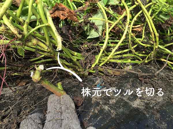 さつまいものつるを有効活用する方法！捨ててしまうのはもったいない魅力たっぷりおいも美腸研究所