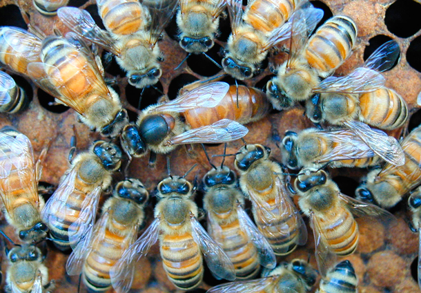 ニホンミツバチ春の群観察 〜女王蜂の誕生から分蜂まで