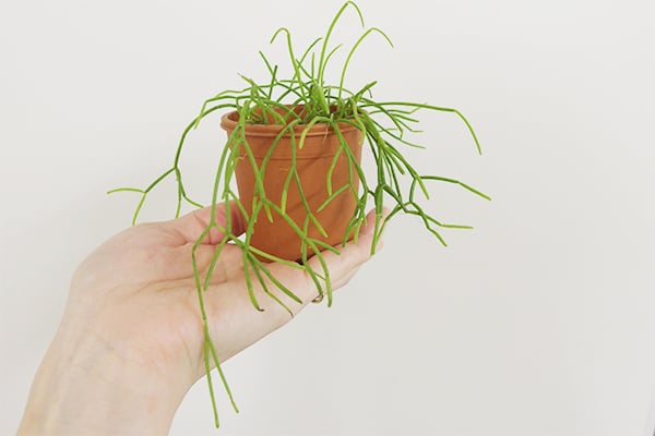 リプサリスの水やり頻度、量、時間帯を時期別で解説します！観葉植物のお悩みを解決するなら観葉植物ラボ