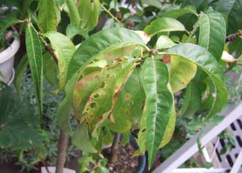 花桃の葉にこうした斑点っぽいものがありました。これは病気で 園芸相談Q＆Aみんなの趣味の園芸