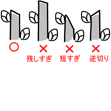 30 ミリメートルコードレスブラシレス電動剪定鋏果樹盆栽剪定枝カッター電動工具 18V バッテリー Amazon.co.jp: 充電式剪定ばさみ電動ハサミ 剪定 30 ミリメートルブラシレスコードレス電動剪定ばさみ剪定鋏果樹盆栽剪定枝カッターツール 枝切り電動はさみ 庭木 果樹用