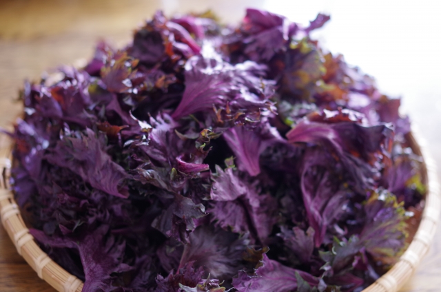 2024.3.7この日は91歳ばあちゃんと汗見川のしそ茶とおちょぼ口羊羮でお茶会でした *^^* しそ茶は様々な効能があり体に良いんですよ *^^* ,しそ茶の効能, ①アレルギー症状を緩和する成分が含まれている, ②抗菌、防腐作用, ③皮膚や粘膜を守る作用, ④ポリフェノールの作用,2024.3.7 On this day, I had a tea party with my