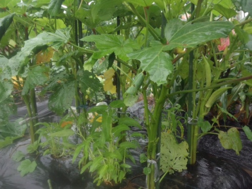 ਜਪਾਨ 家庭菜園 オクラと大豆の定植 コンパニオンプランツSoundscape2020 06 28-5