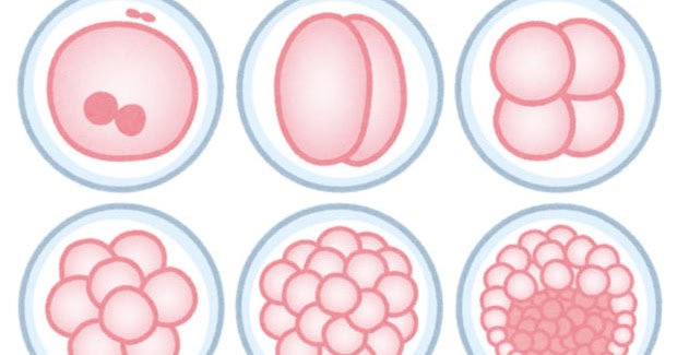 婦人科医療系不妊治療イラスト H232イラスト工房