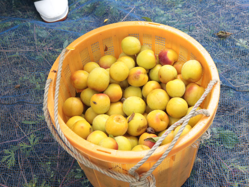 失敗しない梅の追熟・完熟方法 初心者必見 カビない方法・ポイントCoris cooking