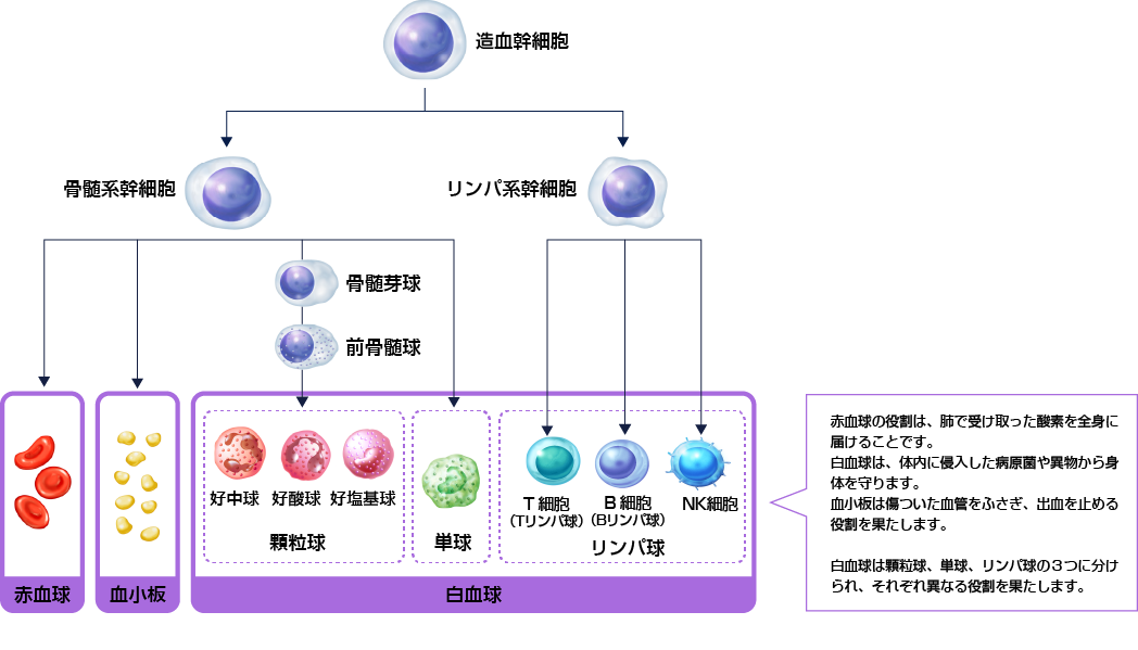 血液を知る大塚製薬