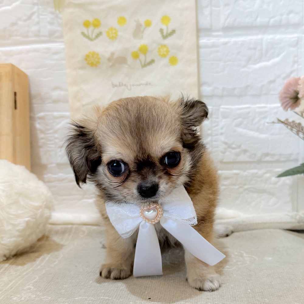 サンコー ペット用食器洗い フリーカット初回送料無料 みんなのペット健康専門店