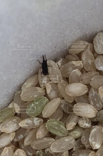 影が気持ち悪い - 昆虫模型のネットショップ