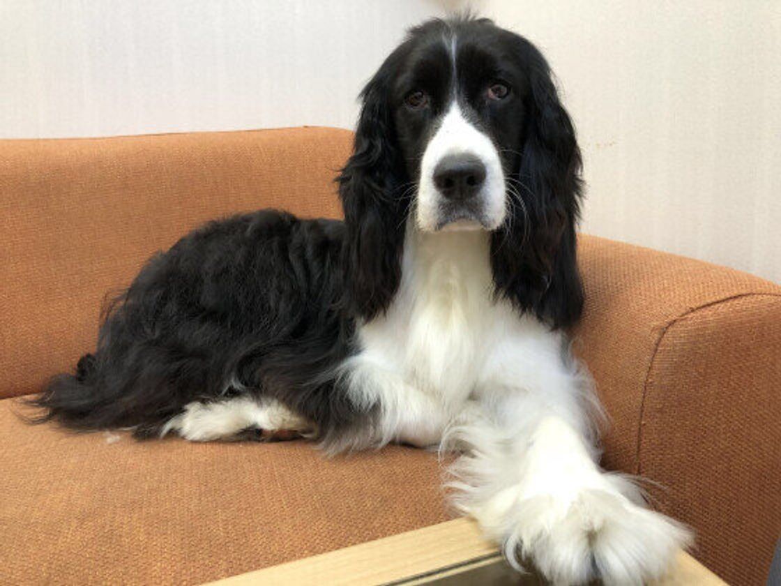 イングリッシュ・スプリンガー・スパニエルの性格や特徴は？飼い方のコツや寿命などについて解説 獣医師監修 ワンクォール