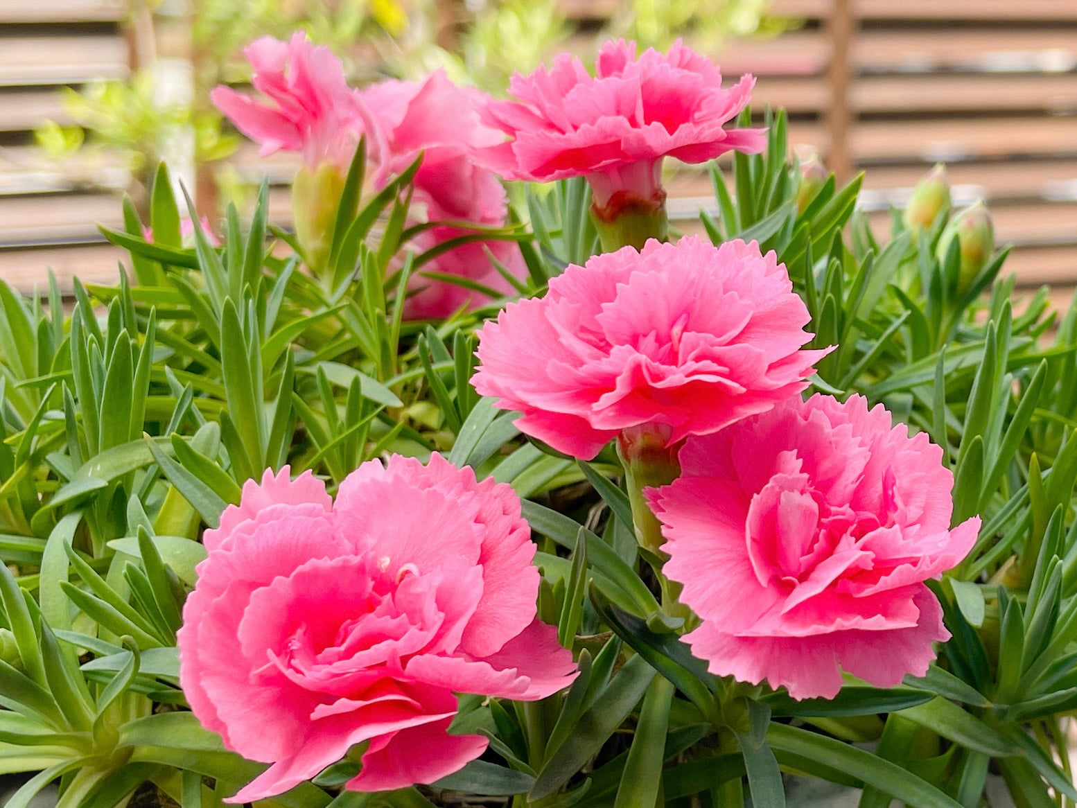 花言葉が「片思い」のお花には何がある？ 意味も詳しくご紹介！machicon JAPAN