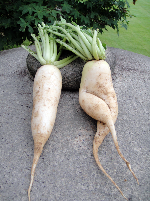 大根足の写真・画像素材 - Snapmart スナップマート