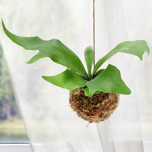 2025年度版 苔玉の育て方！水やりや植え替え寿命は？おしゃれ照明器具ならMotoM