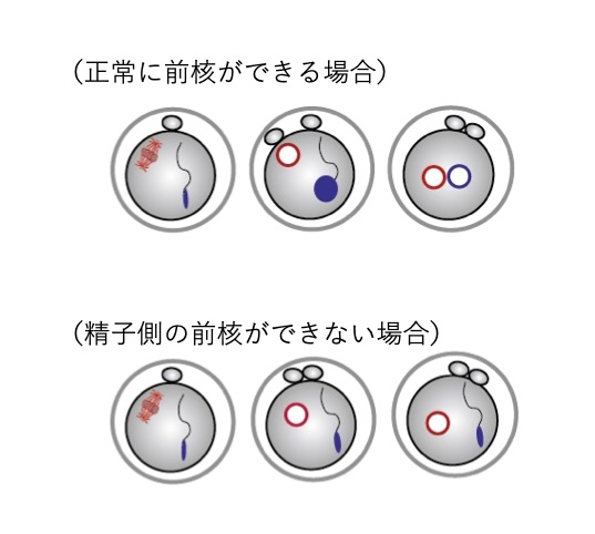 ほぼ完全に機械による体外受精で生まれた世界初の赤ちゃん - ナゾロジ